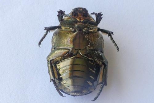 Réf. 281 277 : Liocola marmorata